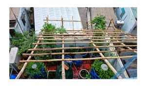 Bastón de bambú natural seco y recto bastones de bambú para la construcción con suministro de gran tamaño a granel de Vietnam - Product Image 3