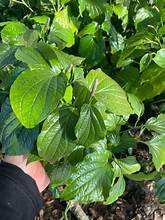 LOTLOT NATURAL CONGELADO A BASE DE PLANTAS SUPERALIMENTO ETIQUETA LIMPIA INMUNE BOOST HOJAS ENTERAS ALTA CALIDAD - Product Image 2