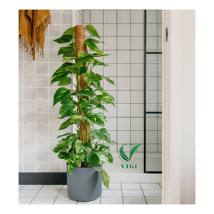 Poste de planta de fibra de coco comprimido de Vietnam utilizado para apoyar el crecimiento y la decoración Natural del Hogar - Product Image 6