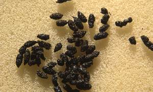 Couche d'engrais/sec/écrasé Bat Guano à bas prix - Product Image 3