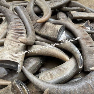 Punta de cuerno de búfalo natural - Product Image 1