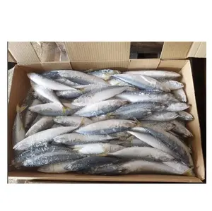 Produsen Ikan Makarel Frozen Pacific Mackerel Bulat Bulat untuk Dijual Grosir