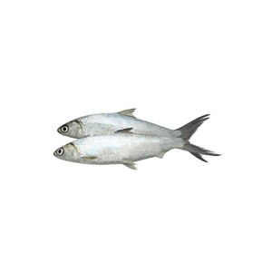 Pescado congelado de primera calidad ofrecido para compradores y distribuidores mayoristas - Product Image 2