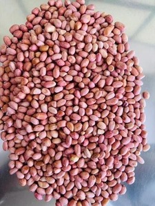 Graines d'arachide 100% naturelles G20, qualité d'exportation, approvisionnement en vrac pour les produits agricoles, prix de gros le plus vendu - Product Image 2
