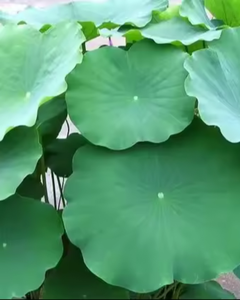 Feuilles de lotus séchées de haute qualité en provenance du Vietnam - Product Image 6