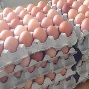 Œufs de poule bruns et blancs de haute qualité, jaune riche en protéines, 30 œufs de table disponibles en vrac, frais, vente en gros directe de la ferme - Product Image 6