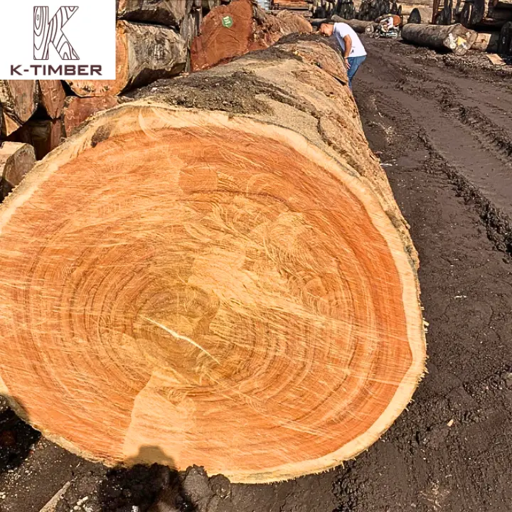 Natural wood logs wood raw materials african oak wood Pachyloba Sawlogs Logs wholesale Angola construction interior building
