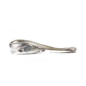 Pescado de cinta fresco de la mejor calidad disponible a granel a los precios más baratos - Product Image 2