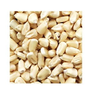Maíz blanco seco de la mejor calidad al por mayor, 100% maíz blanco seco a precio de mayorista de Brasil, maíz/maíz blanco para consumo humano - Product Image 2