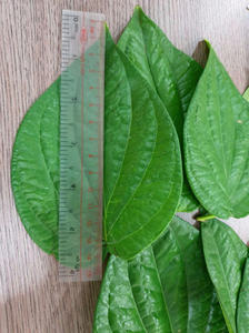 Feuilles de bétel naturelles fraîches, arôme moyen, qualité supérieure, prix compétitif, vente en gros, exportation mondiale 2025 VIET SEAFARM - Product Image 3