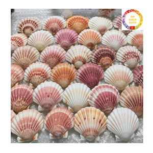 Venta al por mayor de conchas marinas vieiras blancas naturales, conchas grandes para decoración del hogar, manualidades, regalos hechos a mano, Vietnam - Product Image 5