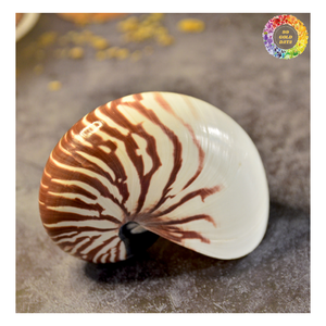 เปลือกหอยหอยโข่งขัดธรรมชาติจากเวียดนามสำหรับการออกแบบตกแต่งภายใน - Product Image 2