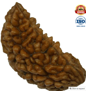 Tarjeta de regalo Mukhi Rudraksha Piedra espiritual india tradicional - Product Image 3