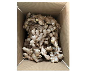 Gingembre frais du Vietnam de haute qualité, gingembre frais de qualité supérieure avec goût épicé et arôme naturel parfait pour les recettes culinaires et l'exportation - Product Image 3