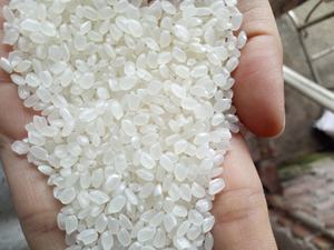 Alta Calidad Japonica Arroz Riz-Arroz-Calrose Riz-Arroz-Calrose Bulk Riz-Arroz-Calrose Grain court 1kg 2kg 5kg 25kg Envases - Product Image 6