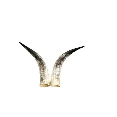 Best quality cow & ox pair horn handmade polished 100% Buffalo pair Natural Horn color Hot selling Product pair Horn