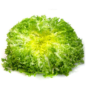 Proveedor mayorista a granel de endivia achicoria: verduras de hoja amarga de grado superior más vendidas - Product Image 6