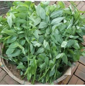 PURE <b>DRIED</b> SWEET LEAF / CLEAN LABEL / <b>PLANT</b> ORIGIN / NATURAL SOURCE - Product Image 2