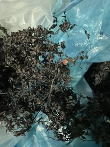 Algues sargasses vietnamiennes de haute qualité/sargasses séchées à bon prix du fournisseur du Viet Nam - Product Image 3