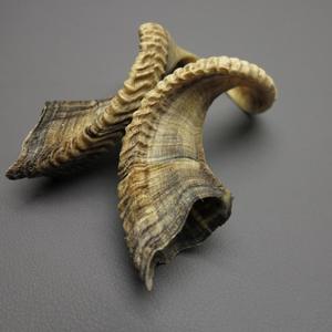 เขาแกะแท้คู่  เขาดิบธรรมชาติ สำหรับตกแต่งและงานฝีมือ คุณภาพสูง - Product Image 2