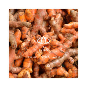 Rebanadas de cúrcuma secas con alto contenido de curcumina, aroma dorado rico en antioxidantes, perfecto para sopas, currys y bebidas - Product Image 1