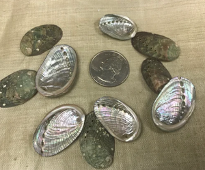 DECORATION GIFTS READY SHIP ORGANIC MATERIAL SEASHELL <b>ABALONE</b> CARVED LARGE QUANTITY RAINBOW LIGHT SAGE SMUDGING ANIMAL THEME - Product Image 2