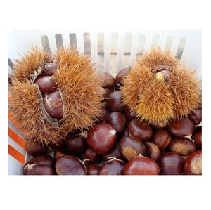 Châtaignes douces pelées et grillées, prêtes à consommer - Product Image 6