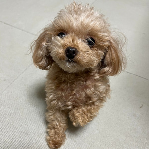 Dropshipping GiftPet Aço Inoxidável Colar De Metal Chaveiro Titanium Aço Jóias Figura de Casal Gatinho Foto Acessório - Product Image 6