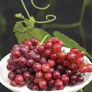 องุ่นไร้เมล็ดสีแดงสดฉ่ำรสชาติคุณภาพสูงสินค้าส่งออกคุณภาพสูง - Product Image 6