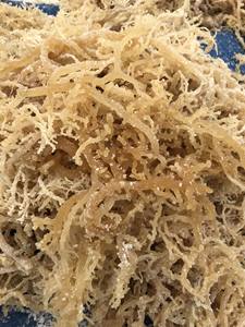 Productos de algas marinas Cottonii al por mayor-Seamoss irlandeses dorados y morados-Algas marinas Eucheuma Cottonii crudas frescas-Alimentos nutritivos - Product Image 4