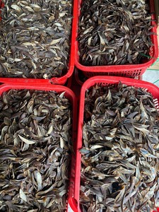 DISPONIBLE Murex Sea Shell Operculum Clean Pulido Shell para Resina Joyería Arte Decoración Souvenir Exhibición y Exportación Vietnam - Product Image 5