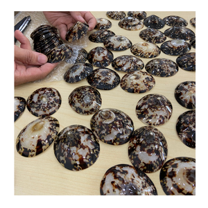 Le fournisseur vietnamien 99 Gold Data fournit une coquille de lapin pour les projets de coquille artistique et la conception de maisons nautiques - Product Image 2