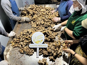 Tươi Rửa Cũ Vàng Gừng Chất Lượng Cao Kích Thước Lớn 200G Cho Chúng Tôi, Trung Đông Thị Trường Mới Thu Hoạch Bán Buôn Từ Việt Nam Nhà Máy - Product Image 6