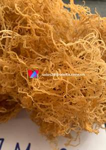 Mousse de mer séchée de qualité supérieure, mousse irlandaise, Gracilaria, algues marines du Vietnam |   Procédé AD Biologique | Mme Kelly - Product Image 1