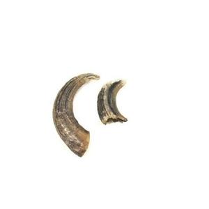 Cuerno decorativo de búhos de lujo, claxon decorativo de diferentes tamaños, montado, Natural, borde de latón y punta - Product Image 2