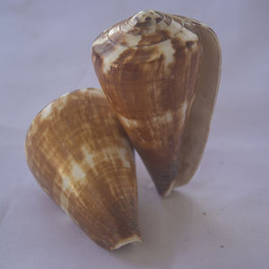 Conus vexillum Gmelin เปลือกหอยเครื่องประดับธรรมชาติเปลือกหอย conidae Conus เปลือกหอยขัดขนาด6-8ซม. - Product Image 2