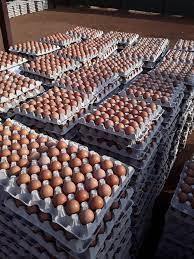 Huevos de Incubación para Gallinas Ponedoras Cobb 500 y Cobb 700, Huevos Ross 308, Alta Proteína, Crudos, Naturales, Frescos, 6 Meses de Vida Útil - Product Image 3