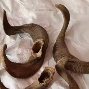 Shofar Kosher de Cuerno de Carnero Natural, Hecho a Mano, Ecológico, para la Vida Diaria, Bodas Modernas, Tamaño Personalizado, Venta Caliente - Product Image 4