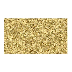 New Harvest Dried Style Organic Cultivation Type 100% Pure Natural French White <b>Millet</b> for Bulk Purchase - Product Image 2