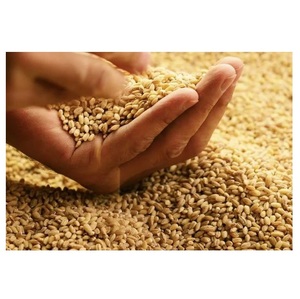 Granos de Trigo Orgánico de Alta Calidad al Por Mayor a Precios Económicos - Product Image 3