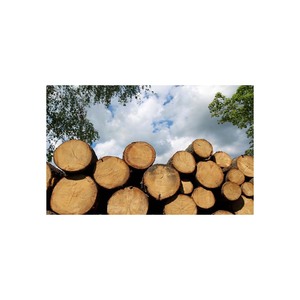 Grumes de bois dur solides disponibles pour le commerce de gros et les projets de bois industriel - Product Image 4