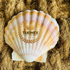 Coquilles de pétoncles sèches et propres pour la décoration en stock - Product Image 1