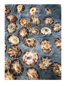 ¡Venta caliente 2024! Lapa natural seca Shell Lapa limpia en seco Colección de conchas marinas al por mayor Precio competitivo - Product Image 6