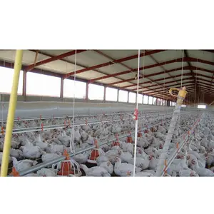 Steel Structure Farm Broiler Poultry Shed Construction Chicken House Designs