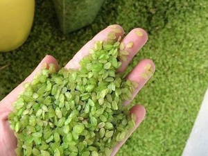 COM ของขวัญอย่างหมดจดในท้องทุ่งของฤดูใบไม้ร่วงเกล็ดข้าวสีเขียวแช่แข็ง COM - Product Image 5