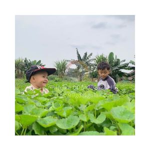 VENTE EN GROS FEUILLES DE PENNYWORT THÉ CENTELLA NATUREL HERBES COLLECTIONNELLES D'ORIGINE DU VIETNAM FEUILLES PURES SÉCHÉES CENTELLA ASIATICA - Product Image 2