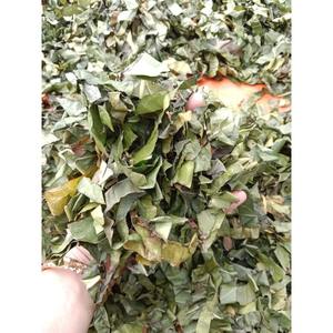 Suministro de Hojas de Noni Secas OEM para Marcas de Té de Marca Privada y Distribuidores - Product Image 1