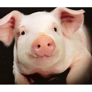 DKM Glucosa Oxidasa para Alimentación Animal Suplemento Esencial para una Nutrición Óptima - Product Image 1