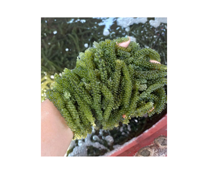 Exportación de uva marina de Vietnam: UVA Marina deshidratada premium a granel, uva marina fresca de alta calidad con ofertas competitivas para los compradores - Product Image 3