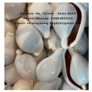 Nuevo procedente del océano | Exportación al por mayor Cáscara de cauri de huevo Suministro a granel blanco natural pulido para aplicaciones de joyería y artesanía - Product Image 5